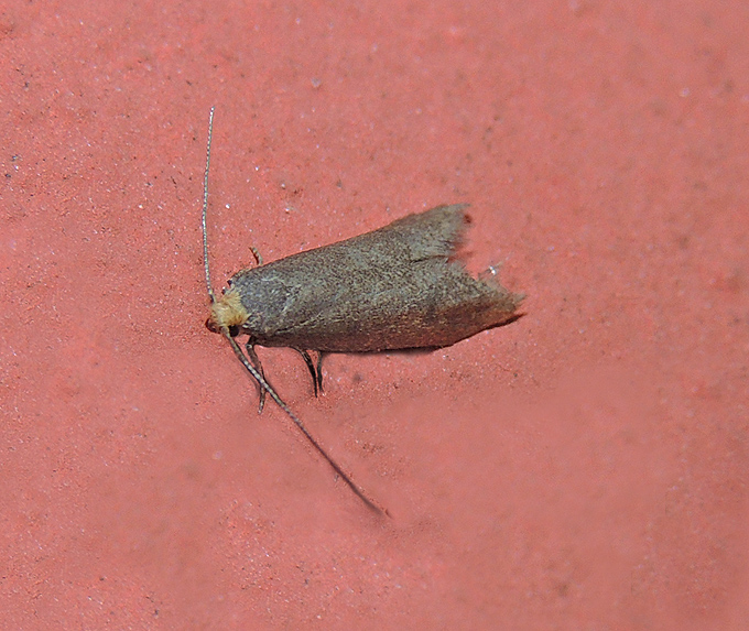 Agnoea flavifrontella Lypusidae